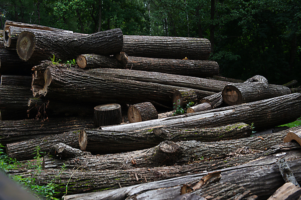 포토 JPG 해외이미지 나무 디자인 산업 벽 공장 자연 풍경 사람없음 목재 장식 갈색 쌓기 가을 시골 소나무 원형 균열 제조 숲 장작 묘사 오브젝트 에코 날것 통나무 잡동사니 흙더미 내추럴 방앗간 벌목 삼림지대 생태학 수목 옛날 해외202004 해외포토 도형 식물 계절 교육 컬러 재료 공업 모션 환경 흙 생태계 파일형식 더미 이미지허브