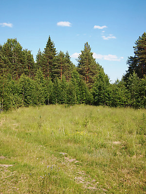 포토 JPG 해외이미지 나무 식물 도로 길 낙엽 잎 자연 아침 풍경 사람없음 초록색 태양 환경 침묵 안개 성장 시골 소나무 숲 뿌리 장면 지역 침엽수 굴곡 해외202004 해외포토 주간 자연요소 컬러 교통시설 날씨 소리 생태계 파일형식 이미지허브