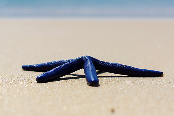 포토 JPG 해외이미지 모양 동물 디자인 별 모래 바다 섬 여행 백그라운드 패턴 자연 휴가 조개 불가사리 프레임 어류 해변 사람없음 물 여름 파란색 햇빛 태양 수중 껍질 흰색 묘사 오브젝트 질감 5 수족관 해외202004 해외포토 자연요소 계절 컬러 무늬 어패류 극피동물 숫자 수중동물 생태계 파일형식 이미지허브