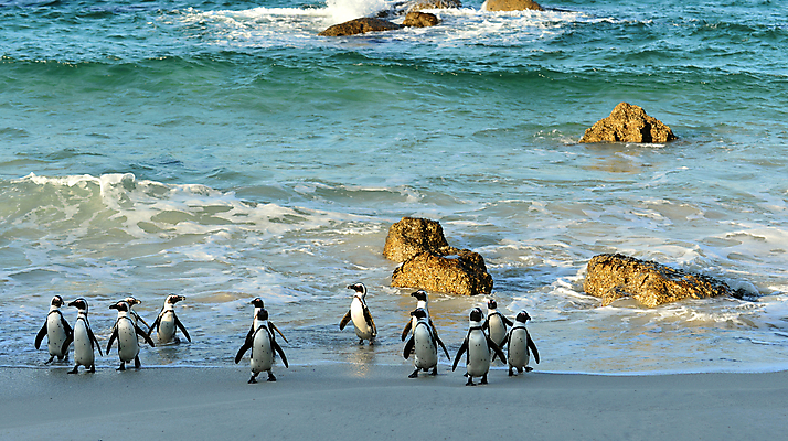 포토 JPG 해외이미지 동물 공원 야생동물 모래 바다 날개 가족 모션 아프리카 자연 조류 종류 사람없음 야외 물 검은색 산책 황무지 망토 펭귄 타운 멸종 남쪽 남아프리카 서쪽 전국 해외202004 해외포토 자연요소 공공시설 나라 컬러 관계 휴식 도시 방향 생태계 파일형식 이미지허브