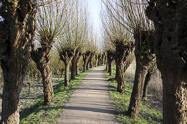 포토 JPG 해외이미지 나무 길 자연 하늘 그림자 풍경 사람없음 목재 초록색 햇빛 봄 숲 해외202004 해외포토 식물 계절 컬러 재료 태양 생태계 파일형식 이미지허브
