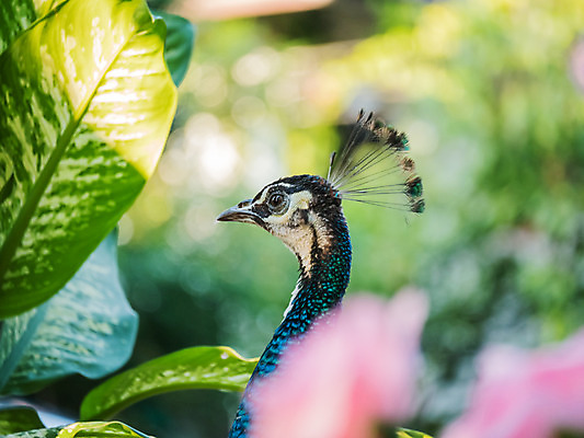 포토 JPG 해외이미지 디자인 여자 남자 유럽 야생동물 조류 왕관 동물원 사람없음 야외 장식 초록색 컬러풀 걷기 활발 도전 춤 우아함 공작 인도인 전시회 심볼 깃털 묘사 질감 꼬리 쇼 보여주기 내추럴 터키석 해외202004 해외포토 외국인 동물 나라 컬러 컨셉 모션 문화예술 사람 동양인 전시 보석 파일형식 이미지허브