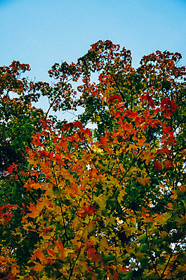 포토 JPG 해외이미지 나무 식물 디자인 계절 공원 백그라운드 단풍 잎 캐나다 오렌지 자연 하늘 추상 풍경 사람없음 야외 목재 빨간색 초록색 빛 컬러풀 햇빛 노란색 환경 정원 가을 나뭇가지 신선 황금 숲 질감 장면 10월 내추럴 해외202004 해외포토 공공시설 컬러 북아메리카 무늬 과일 재료 태양 날짜 생태계 파일형식 이미지허브