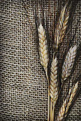 포토 JPG 해외이미지 식물 디자인 계절 음식 빵 줄기 백그라운드 농업 재료 자연 프레임 건강 씨앗 사람없음 농작물 농장 식사 빵집 수확 가을 시골 황금 농부 낟알 시리얼 밀 삼베 질감 복고 귀 밀가루 캔버스 자루 밀짚 내추럴 그런지 밭일 옛날 호밀 카피스페이스 해외202004 해외포토 직업 산업 곡류 신체부위 상점 공백 짚 가루 생태계 파일형식 천_직물 이미지허브