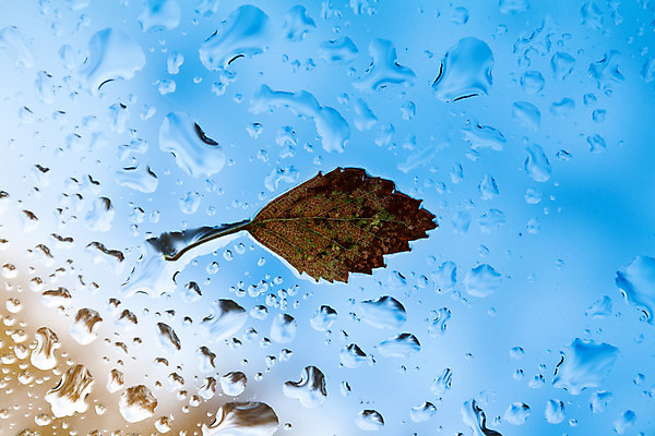 포토 JPG 해외이미지 식물 1 계절 백그라운드 단풍 잎 오렌지 자연 유리 하늘 표면 날씨 추상 사람없음 야외 초록색 물 파란색 빛 컬러풀 반사 갈색 노란색 활발 젖음 안개 가을 물방울 액체 황금 떨어짐 소프트포커스 이슬 빗방울 싱글 10월 블러 노화 해외202004 해외포토 자연요소 컬러 컨셉 무늬 과일 재질 촬영기법 비_날씨 날짜 생태계 파일형식 이미지허브