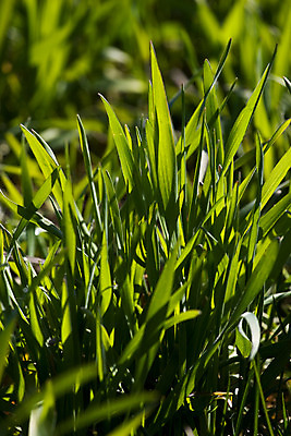 포토 JPG 해외이미지 식물 공원 백그라운드 잎 밭 농업 채소 자연 추상 새로움 잔디 사람없음 초록색 여름 환경 정원 봄 활발 성장 시골 신선 칼날 땅 밀 허브 시작 질감 장면 내추럴 해외202004 해외포토 계절 공공시설 산업 컬러 컨셉 무늬 곡류 생태계 파일형식 이미지허브