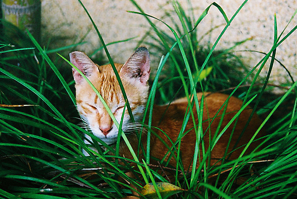 포토 JPG 해외이미지 동물 1 응시 공원 얼굴 백그라운드 잎 밭 오렌지 포유류 자연 놀이 수염 털 사람없음 야외 빨간색 초록색 여름 반려동물 컬러풀 태양 정원 고양이 흰색 아기 달콤 작음 호기심 해외202004 해외포토 자연요소 식물 시선 계절 공공시설 감정 컬러 컨셉 농업 과일 사람 신체부위 맛 크기 생태계 파일형식 이미지허브