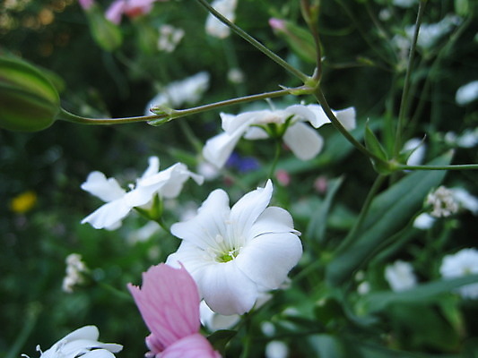 포토 JPG 해외이미지 식물 동물 열매 꽃 분홍색 곤충 과일 자연 사람없음 빨간색 초록색 여름 파란색 노란색 보라색 봄 체리 해외202004 해외포토 계절 컬러 생태계 파일형식 이미지허브