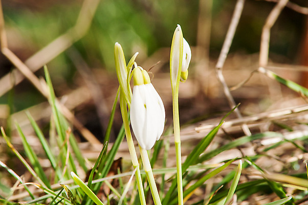 포토 JPG 해외이미지 식물 계절 꽃잎 꽃 잎 꽃무늬 밭 자연 따뜻함 텐트 사람없음 야외 목재 초록색 파란색 빛 햇빛 태양 새싹 정원 계곡 맑음 봄 벚꽃 종 흰색 신선 개울 숲 보석 내추럴 삼림지대 아네모네 취급주의 프리뮬러 헌병 해외202004 해외포토 자연요소 나무 컬러 무늬 농업 재료 날씨 캠핑도구 경고 강 군인 광석 생태계 파일형식 이미지허브