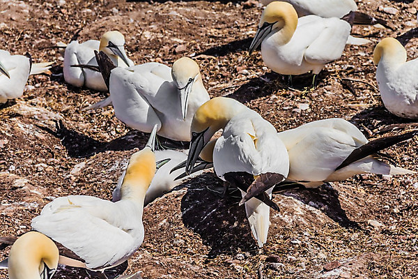 포토 JPG 해외이미지 캐나다 날개 조류 사람없음 깃털 식민지 해외202004 해외포토 동물 북아메리카 파일형식 이미지허브