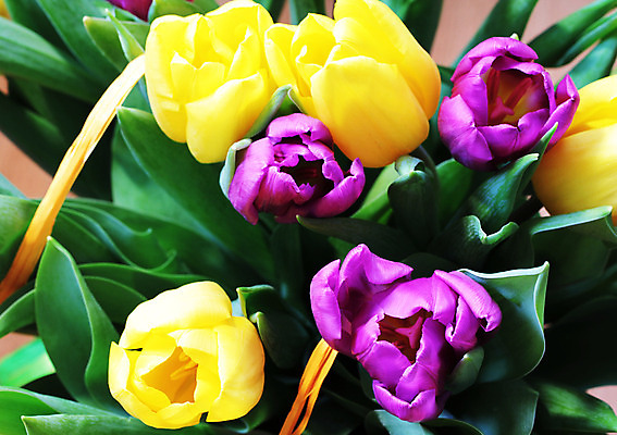 포토 JPG 해외이미지 꽃 휴가 주택 발렌타인데이 선물 사람없음 목재 우주 정원 튤립 수확 생일 배열 복고 해외202004 해외포토 나무 식물 기념일 농업 재료 데이이벤트 건물 파일형식 이미지허브