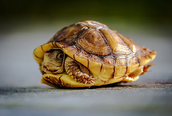 포토 JPG 해외이미지 동물 1 응시 공원 야생동물 백그라운드 패턴 파충류 자연 사람없음 반려동물 상자 컬러풀 갈색 노란색 걷기 우주 껍질 흰색 거북이 작음 생물학 동쪽 느림 갑옷 고립 숨기 이국적 몬테카를로 해외202004 해외포토 시선 공공시설 교육 컬러 무늬 모션 보호장비 크기 방향 생태계 모나코 파일형식 이미지허브