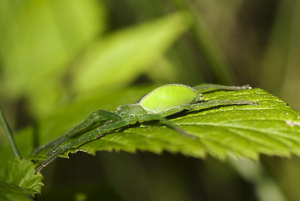 포토 JPG 해외이미지 식물 동물 곤충 잎 자연 사람없음 초록색 숲 큼 무서움 거미 소름 해외202004 해외포토 감정 컬러 크기 생태계 파일형식 이미지허브