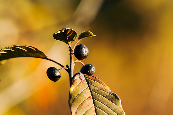 포토 JPG 해외이미지 식물 열매 음식 잎 다이어트 과일 자연 건강 사람없음 초록색 여름 정원 검은색 수확 나뭇가지 신선 달콤 맛 떨어짐 약초 이슬 다발 관목 상쾌 밭일 숙성 신맛 채식주의자 해외202004 해외포토 나무 계절 감정 컬러 컨셉 농업 풀_식물 생태계 채식 파일형식 이미지허브