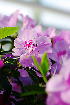 포토 JPG 해외이미지 식물 계절 꽃잎 꽃 분홍색 백그라운드 꽃무늬 자연 추상 친절 사람없음 장식 정원 보라색 봄 벚꽃 신선 개화 닫기 선택 소프트포커스 자주색 진달래 묘사 원예 부드러움 꽃수술 블러 해외202004 해외포토 컬러 컨셉 무늬 모션 촬영기법 취미 감각 생태계 파일형식 이미지허브