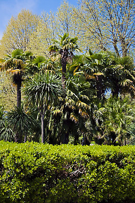 포토 JPG 해외이미지 모양 나무 공원 잎 건축양식 자연 하늘 주택 따뜻함 손바닥 사람없음 야외 목재 초록색 컬러풀 노란색 맑음 봄 산책 나뭇가지 신선 관목 해외202004 해외포토 식물 손 계절 공공시설 건축 컬러 재료 날씨 휴식 건물 생태계 파일형식 이미지허브