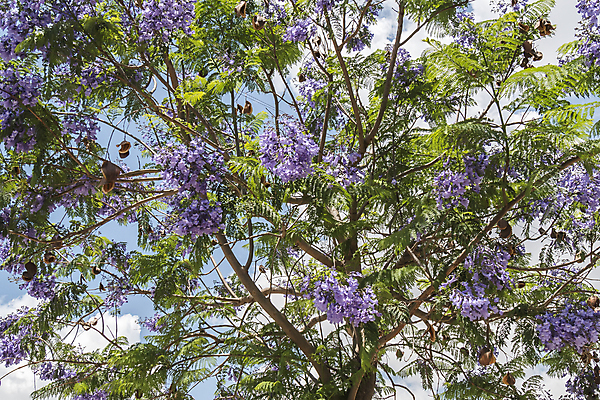 포토 JPG 해외이미지 나무 식물 계절 공원 꽃잎 꽃 줄기 분홍색 잎 꽃무늬 자연 거리 사람없음 야외 목재 초록색 여름 파란색 햇빛 정원 보라색 봄 활발 성장 벚꽃 나뭇가지 도시 개화 4월 제비꽃 꽃수술 해외202004 해외포토 공공시설 컬러 컨셉 무늬 재료 태양 날짜 생태계 파일형식 이미지허브
