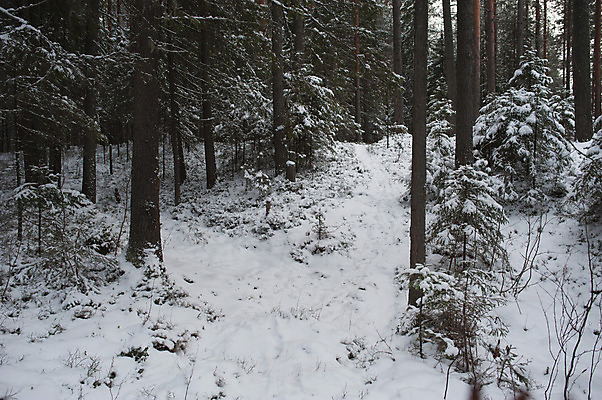포토 JPG 해외이미지 나무 식물 계절 크리스마스 겨울 자연 풍경 사람없음 야외 파란색 빛 태양 갈색 환경 냉동 얼음 침묵 추위 흰색 시골 소나무 숲 큼 서리 장면 전나무 가문비나무 해외202004 해외포토 자연요소 기념일 컬러 소리 크기 생태계 파일형식 이미지허브