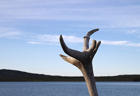 포토 JPG 해외이미지 나무 바다 여행 백그라운드 자연 조류 하늘 날씨 휴식 손바닥 그림자 풍경 사람없음 야외 목재 물 여름 파란색 태양 어둠 침묵 나뭇가지 죽음 연못 만 저녁 숲 신비 옛날 해외202004 해외포토 자연요소 식물 동물 손 계절 컬러 컨셉 재료 소리 야간 생태계 파일형식 이미지허브