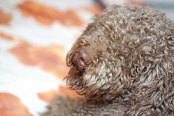 포토 JPG 해외이미지 동물 라이프스타일 응시 공원 행복 청진기 자연 휴가 건강 병원 미소 사람없음 야외 여름 반려동물 갈색 우정 고통 의사 자유 개 리트리버 강아지 질병 래브라도리트리버 혀 만족 송곳니 기르기 돌봄 예방접종 유래 해외202004 해외포토 시선 계절 공공시설 감정 컬러 컨셉 포유류 의학 의료기기 모션 표정 생활 친구 의료진 입 치아 생태계 접종 파일형식 이미지허브