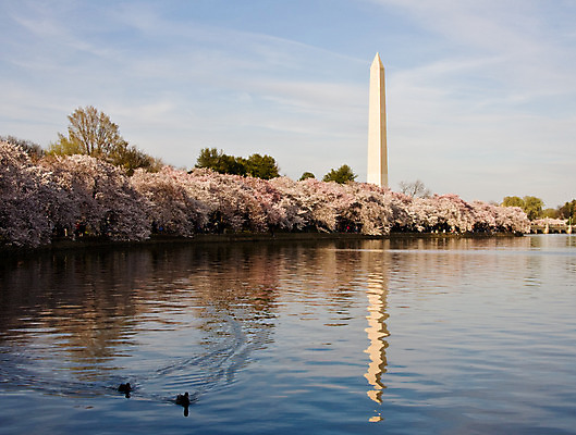 포토 JPG 해외이미지 나무 계절 공원 꽃 분홍색 여행 건축양식 자연 하늘 새로움 사람없음 물 파란색 세계 여행객 탑 일본 축제 미국 봄 성장 벚꽃 흰색 도시 시간 개화 체리 쇼핑몰 심볼 전쟁 대야 천연기념물 7월 워싱턴 전국 해일 해외202004 해외포토 자연요소 식물 건축물 공공시설 건축 아시아 컬러 컨셉 북아메리카 과일 사람 날짜 자연재해 생태계 파일형식 이미지허브