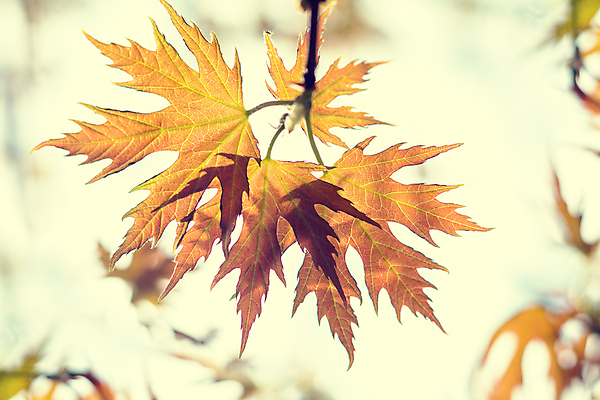 포토 JPG 해외이미지 나무 식물 계절 백그라운드 단풍 낙엽 잎 꽃무늬 자연 하늘 엄마 휴가 부활절 사람없음 야외 초록색 파란색 빛 햇빛 노란색 환경 봄 활발 성장 나뭇가지 신선 숲 내추럴 해외202004 해외포토 기념일 꽃 컬러 컨셉 무늬 가족 태양 생태계 파일형식 이미지허브
