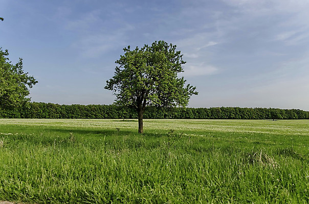 포토 JPG 해외이미지 나무 구름 계절 공원 여행 백그라운드 잎 자연 하늘 풍경 사람없음 초록색 빛 햇빛 태양 평화 환경 침묵 일몰 봄 하이킹 흰색 나뭇가지 시골 황무지 숲 장면 솜털 강렬 깊이 불가리아 생태학 해외202004 해외포토 자연요소 식물 공공시설 교육 컬러 컨셉 레저 노을 소리 생태계 파일형식 남유럽 이미지허브