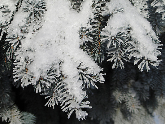 포토 JPG 해외이미지 주간 나무 조각 겨울 자연 사람없음 가로 초록색 냉동 얼음 추위 백발 흰색 나뭇가지 소나무 담요 땅 북극 유기농 서리 상록수 침엽수 마법 반투명 웅장함 해외202004 해외포토 자연요소 식물 헤어스타일 웰빙 계절 컬러 극지방 생태계 파일형식 이미지허브