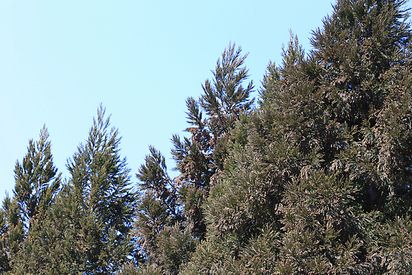 포토 JPG 해외이미지 나무 자연 하늘 씨앗 사람없음 닫기 삼나무 해외202004 해외포토 식물 모션 생태계 파일형식 이미지허브