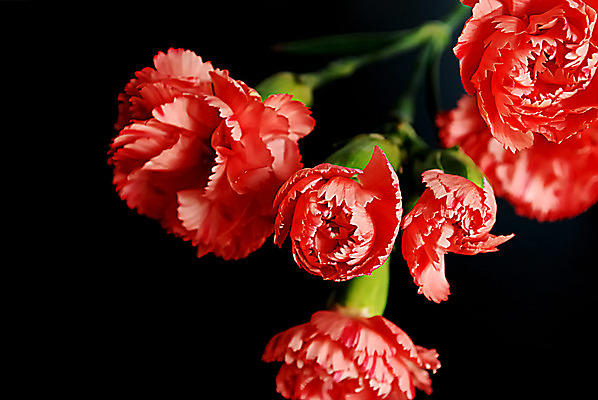 포토 JPG 해외이미지 식물 꽃잎 꽃 사람없음 정원 벚꽃 카네이션 날것 고립 해외202004 해외포토 파일형식 이미지허브