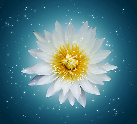 포토 JPG 해외이미지 식물 꽃잎 꽃 별 물결 선 분홍색 백그라운드 컨셉 잎 꽃무늬 자연 벽지 추상 휴식 요정 사람없음 물 빛 컬러풀 노란색 평화 꿈 벚꽃 흰색 연못 개화 신비 명상 싱글 공상 마법 고립 이국적 특별함 해외202004 해외포토 자연요소 컬러 무늬 생태계 파일형식 이미지허브