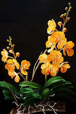 포토 JPG 해외이미지 식물 꽃잎 꽃 분홍색 꽃다발 백그라운드 잎 오렌지 자연 검은배경 추상 미술 사람없음 초록색 장미 노란색 검은색 놀람 벚꽃 난초 냄비 상품 제비꽃 즐거움 만족 만들기 점토 인공 핸드메이드 해외202004 해외포토 감정 컬러 무늬 과일 모션 문화예술 표정 솥 생태계 파일형식 이미지허브