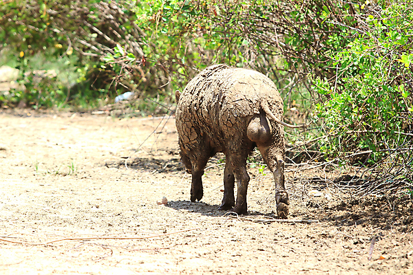 포토 JPG 해외이미지 동물 응시 남자 얼굴 야생동물 포유류 자연 생물 털 종류 사람없음 야외 초록색 빛 갈색 머리 환경 봄 펼침 회색 돼지 닫기 숲 무서움 사냥 귀 주둥이 공터 멧돼지 옛날 해외202004 해외포토 시선 계절 감정 컬러 모션 사람 신체부위 생태계 파일형식 이미지허브