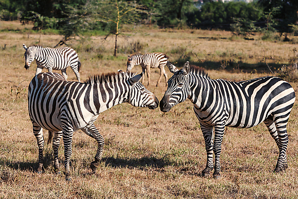 포토 JPG 해외이미지 동물 1 공원 남자 야생동물 패턴 포유류 아프리카 자연 흑백 서기 사람없음 가로 달리기 검은색 줄무늬 게임 흰색 황무지 사파리 얼룩말 케냐 남아프리카 사바나 세렝게티 전국 탄자니아 평야 해외202004 해외포토 공공시설 나라 컬러 무늬 모션 놀이 촬영기법 사람 말_동물 생태계 파일형식 이미지허브