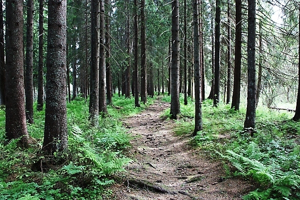 포토 JPG 해외이미지 나무 줄기 자국 이끼 사람없음 평화 침묵 소나무 습지 숲 옛날 해외202004 해외포토 식물 컨셉 소리 파일형식 이미지허브