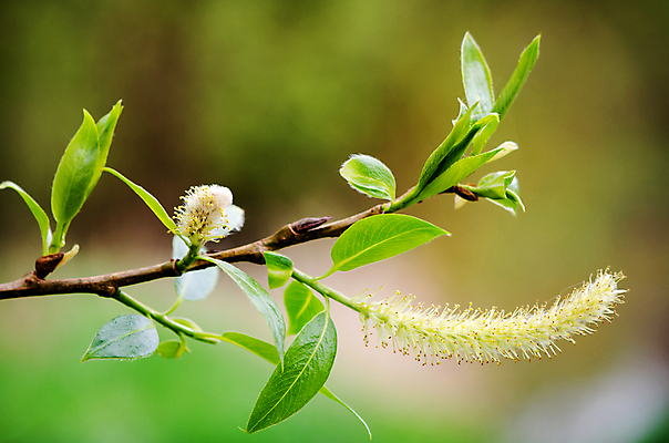 포토 JPG 해외이미지 나무 식물 계절 공원 꽃 종교 백그라운드 자연 휴가 부활절 사람없음 목재 갈색 노란색 고양이 봄 성장 벚꽃 흰색 나뭇가지 막대기 4월 실크 다발 버드나무 심볼 질감 꽃가루 부드러움 솜털 일요일 내추럴 고립 해외202004 해외포토 공공시설 기념일 컬러 재료 포유류 반려동물 직물 감각 날짜 가루 생태계 요일 파일형식 이미지허브