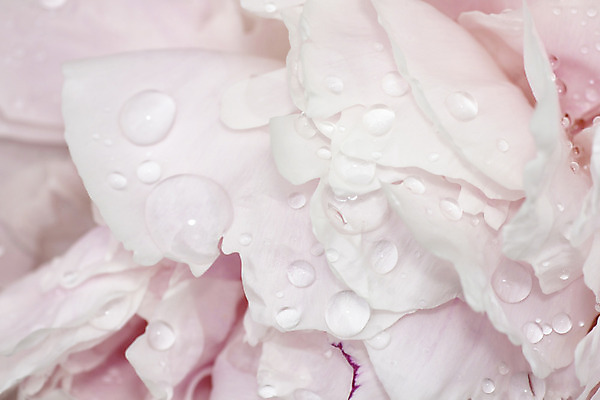 포토 JPG 해외이미지 식물 꽃잎 꽃 분홍색 백그라운드 꽃무늬 자연 벽지 사람없음 야외 물 정원 흰색 물방울 닫기 떨어짐 순수 묘사 심플 부드러움 내추럴 창백 작약 파스텔톤 해외202004 해외포토 자연요소 컬러 컨셉 무늬 모션 감각 생태계 파일형식 이미지허브