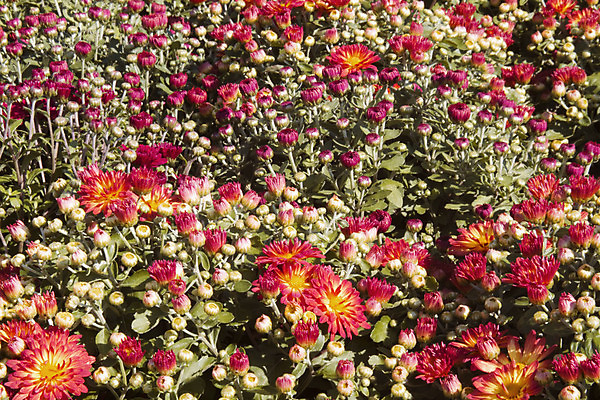 포토 JPG 해외이미지 계절 꽃 자연 기념 국화 종류 사람없음 장식 초록색 컬러풀 노란색 가을 축하 황금 9월 11월 라벤더 10월 내추럴 영원 해외202004 해외포토 식물 컬러 컨셉 날짜 허브 생태계 파일형식 이미지허브