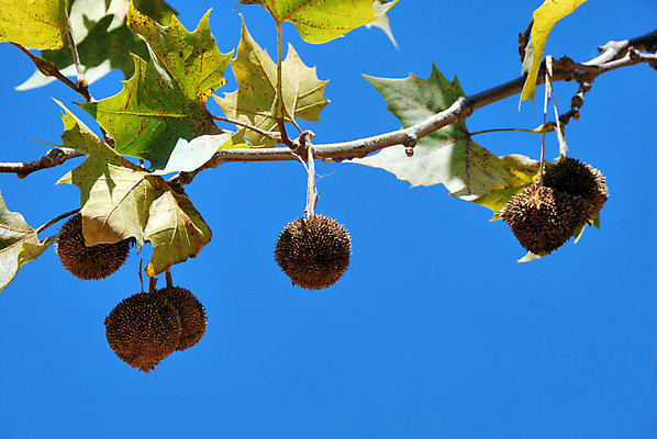 포토 JPG 해외이미지 나무 식물 백그라운드 단풍 잎 과일 공 자연 하늘 씨앗 사람없음 장식 초록색 대패 플라타너스 해외202004 해외포토 컬러 생태계 파일형식 이미지허브