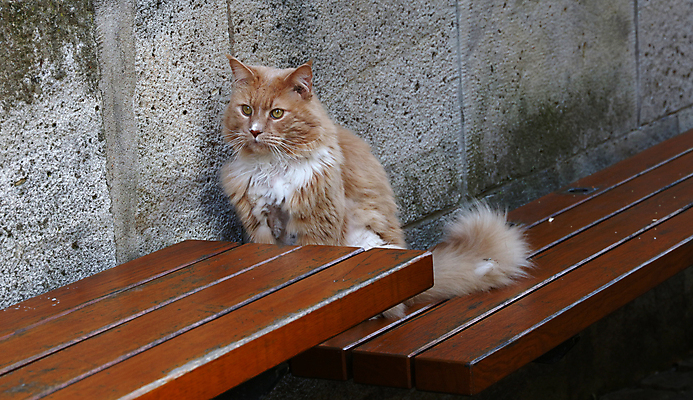 포토 JPG 해외이미지 동물 응시 벽 백그라운드 벤치 수염 앉기 사람없음 목재 반려동물 머리 카메라 우주 고양이 닫기 떨어짐 큼 코 각도 주둥이 생강 해외202004 해외포토 나무 시선 컨셉 채소 의자 재료 포유류 모션 신체부위 전자제품 크기 파일형식 이미지허브