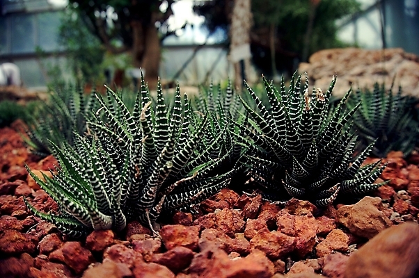 포토 JPG 해외이미지 식물 디자인 꽃 백그라운드 잎 꽃무늬 패턴 일러스트 자연 선인장 주택 취미 사람없음 내부 장식 초록색 세트 정원 사막 수확 성장 벚꽃 흰색 신선 냄비 작음 묘사 원예 내추럴 고립 심기 엘리먼트 스타일 해외202004 해외포토 컬러 무늬 농업 모션 건물 솥 크기 생태계 파일형식 이미지허브