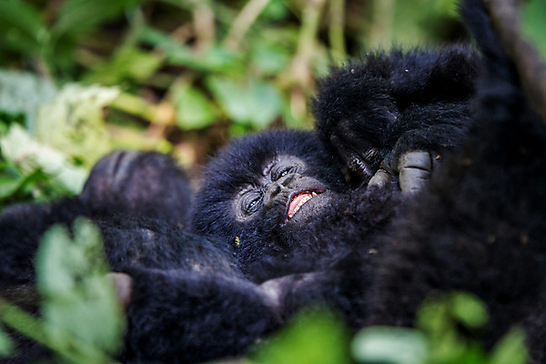 포토 JPG 해외이미지 동물 공원 야생동물 여행 포유류 가족 아프리카 자연 초식동물 휴가 산 사람없음 원숭이 아기 숲 큼 열대우림 사파리 멸종 유인원 고릴라 르완다 우간다 전국 콩고 해외202004 해외포토 공공시설 나라 관계 사람 크기 생태계 파일형식 이미지허브