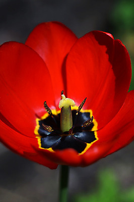 포토 JPG 해외이미지 식물 꽃잎 꽃 꽃무늬 자연 사랑 사람없음 빨간색 머리 검은색 튤립 신선 싱글 해외202004 해외포토 감정 컬러 무늬 신체부위 생태계 파일형식 이미지허브