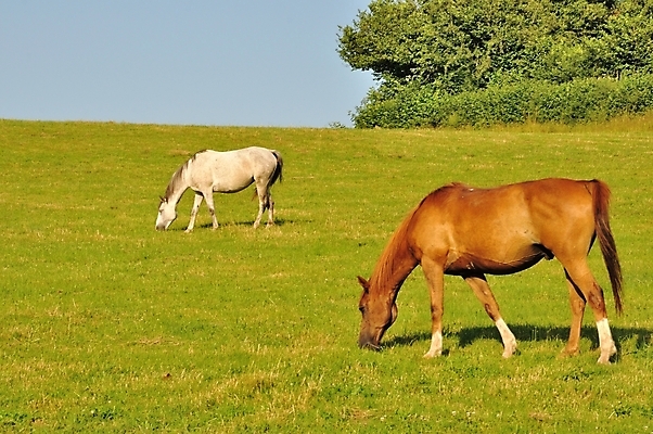 포토 JPG 해외이미지 동물 2 포유류 서기 성인 사람없음 농장 해외202004 해외포토 농업 모션 사람 파일형식 이미지허브