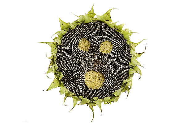 포토 JPG 해외이미지 식물 라이프스타일 꽃 감정 얼굴 음식 백그라운드 농업 재료 자연 추상 해바라기 건조 건강 요리 씨앗 사람없음 초록색 태양 농장 노란색 검은색 놀람 견과류 가을 흰색 시골 원형 먹기 심볼 오브젝트 유기농 질감 이모티콘 고립 단백질 채식주의자 해외202004 해외포토 자연요소 도형 웰빙 계절 산업 컬러 무늬 모션 표정 생활 신체부위 생태계 채식 영양소 파일형식 이미지허브