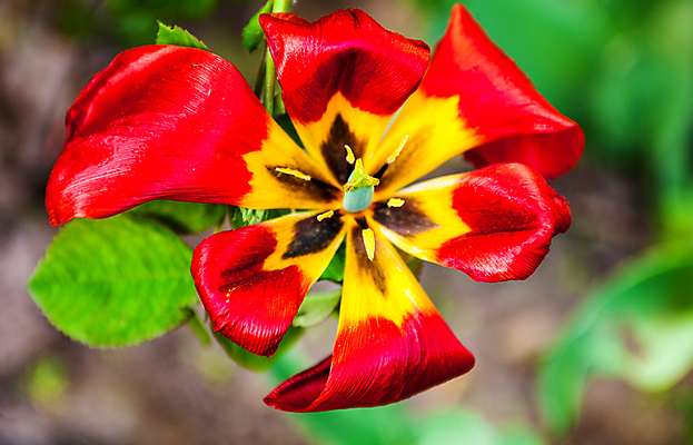 포토 JPG 해외이미지 식물 1 꽃잎 꽃 백그라운드 잎 밭 자연 잔디 사람없음 야외 빨간색 초록색 노란색 머리 정원 봄 튤립 벚꽃 시골 개화 정상 허브 싱글 원예 화단 시들음 내추럴 꽃수술 영원 해외202004 해외포토 계절 컬러 농업 취미 신체부위 생태계 파일형식 이미지허브