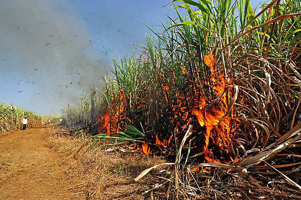 포토 JPG 해외이미지 식물 아시아 밭 농업 오렌지 태국 지팡이 불 사람없음 빨간색 농작물 노란색 환경 수확 시골 뜨거움 설탕 밭일 지옥 화상 사탕수수 해외202004 해외포토 자연요소 나라 산업 컬러 과일 상처 파일형식 이미지허브