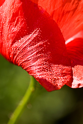 포토 JPG 해외이미지 식물 꽃 친절 사람없음 빨간색 물 벚꽃 개화 떨어짐 허브 아로마 양귀비 향 해외202004 해외포토 자연요소 컬러 컨셉 파일형식 이미지허브