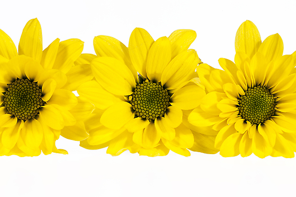 포토 JPG 해외이미지 식물 꽃잎 꽃 꽃무늬 자연 검은배경 국화 사람없음 반사 노란색 머리 벚꽃 가을 개화 내추럴 해외202004 해외포토 계절 컬러 백그라운드 무늬 신체부위 검은색 생태계 파일형식 이미지허브