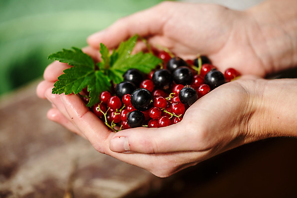 포토 JPG 해외이미지 식물 여자 열매 음식 농업 채소 관리 사람없음 초록색 농장 흙 모임 수확 성장 시골 신선 농부 수집 유기농 흐림 내추럴 건포도 세련 해외202004 해외포토 직업 웰빙 산업 컬러 포도 날씨 사람 건과일 파일형식 이미지허브